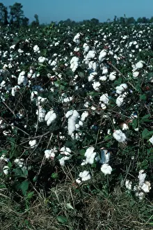 Cotton: Cotton Field