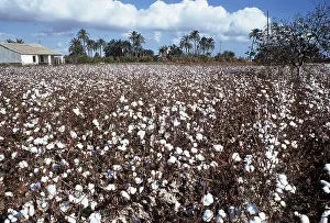 Cotton: COTTON FIELD