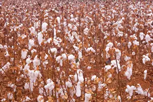 Ready: Cotton field - a field of cotton ready for cropping