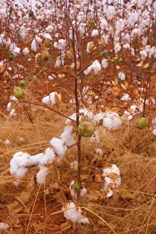 Ready: Cotton field - a field of cotton ready for cropping