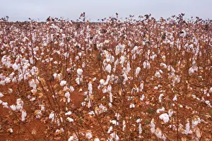 Ready: Cotton field - a field of cotton ready for cropping
