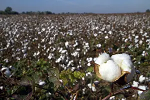 Ready: Cotton Field Ready for Harvest