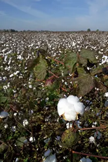 Ready: Cotton Field Ready for Harvest