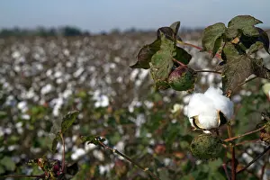 Ready: Cotton Field Ready for Harvest
