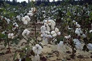Cotton: Cotton Fields