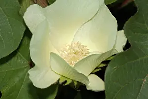 Fiber: Cotton flower