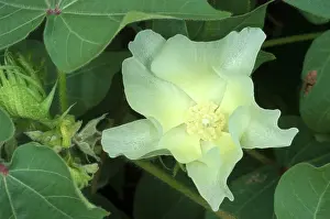 Fiber: Cotton Flower