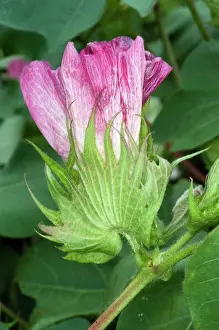 Fiber: Cotton Flower