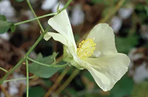 Cotton: Cotton Flower