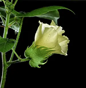 Cotton: Cotton flower