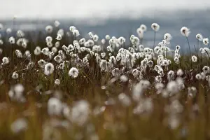 Cottonsedge: Cotton Grass