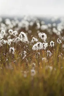 Cottonsedge: Cotton Grass