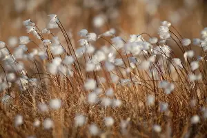 Kangerlussuaq: Cotton Grass