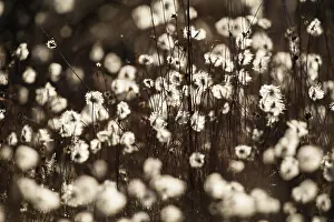 Cottonsedge: Cotton Grass