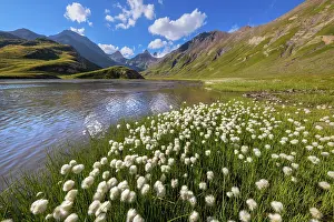 Tops: Cotton grass (Eriophorum sp) on the shores of Goleon