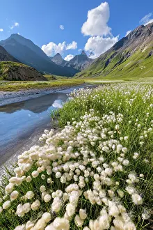 Tops: Cotton grass (Eriophorum sp) on the shores of Goleon