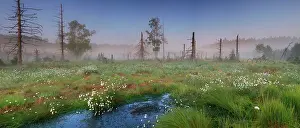 Cotton: Cotton grass flowers and dead trees in a bog in