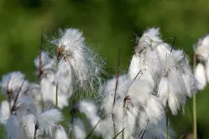 Cotton: Cotton Grass - Seed Heads - UK
