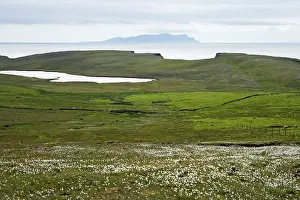 Papa: Cotton Grass and Shetland Coast, with Papa Stour