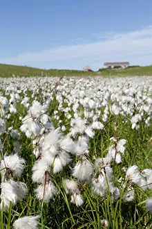 Eriophorum: Cotton Grass - Yell