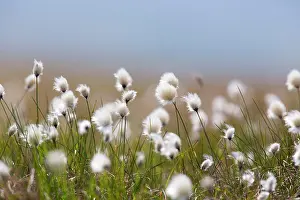 Eriophorum: Cotton Grass - Yell