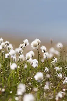 Eriophorum: Cotton Grass - Yell