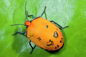 Tectocoris: Cotton Harlequin Bug - female