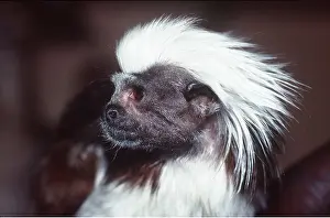 Chris Martin Bahr: Cotton-Head / Cotton-Top TAMARIN - Close-up of head
