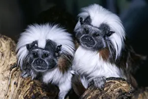Cotton: Cotton-Head / Cotton-Top TAMARIN - (marmoset) two