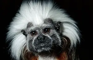 Tamarins: Cotton-headed Tamarin