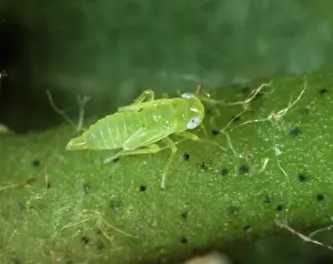 Gossypium: Cotton jassid nymph