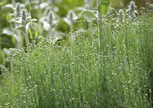 Stachys: Cotton Lavender