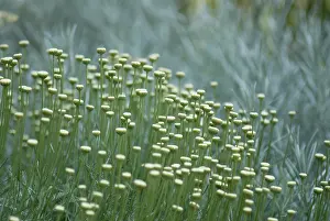 Santolina: Cotton lavender