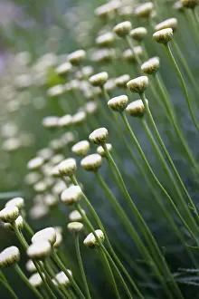 Santolina: Cotton Lavender