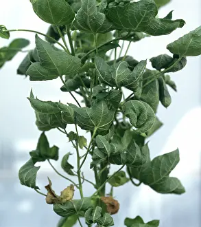 Rolled: Cotton Leaf Curl