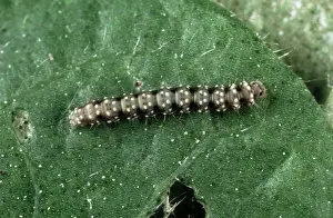 Micro: Cotton leaf perforator