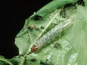 Webbing: Cotton leaf roller Caterpillar