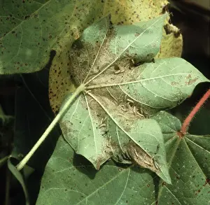 Caterpillars: Cotton leafworm