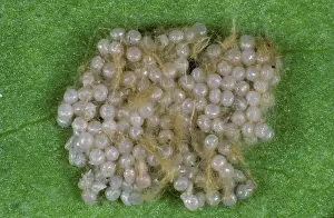 Littoralis: Cotton leafworm eggs
