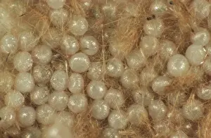 Armyworm: Cotton leafworm eggs