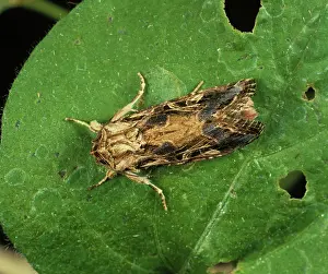 Gossypium: Cotton leafworm moth