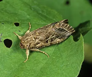 Gossypium: Cotton leafworm moth