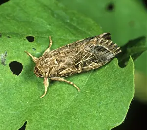 Worm: Cotton leafworm moth