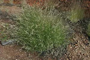 Panic: Cotton Panic Grass