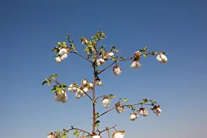 Nilgri: Cotton Plant