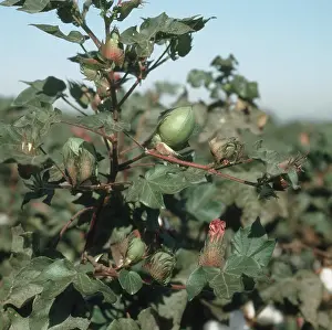 Fiber: Cotton plant