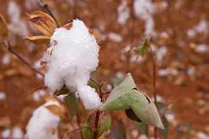 Ready: Cotton plant - a field of cotton ready for cropping