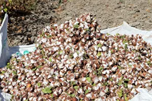 Worker: Cotton Plant harvesting cotton