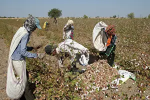 Nilgri: Cotton Plant workers harvesting cotton