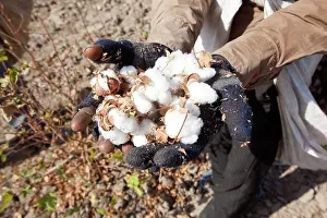 Nilgri: Cotton Plant workers harvesting cotton